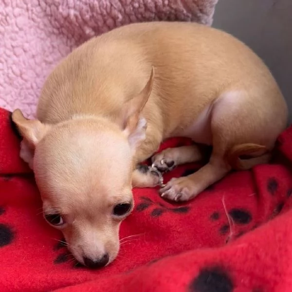  chihuahua femmina di 9 settimane