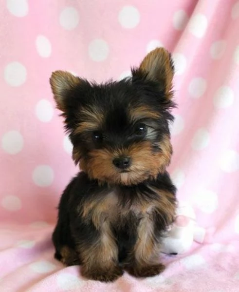 Cuccioli di Yorkshire registrati per adozione | Foto 1