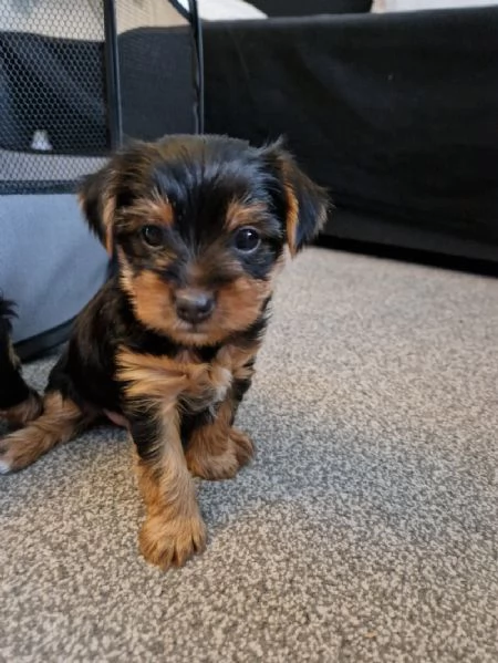 Cuccioli di Yorkshire registrati per adozione | Foto 0
