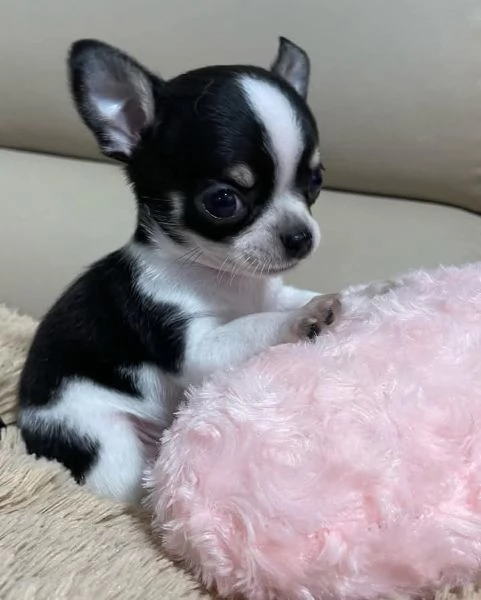 Cuccioli di chihuahua  registrati per adozione | Foto 2