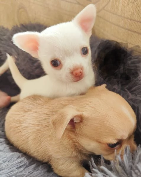 Cuccioli di chihuahua  registrati per adozione