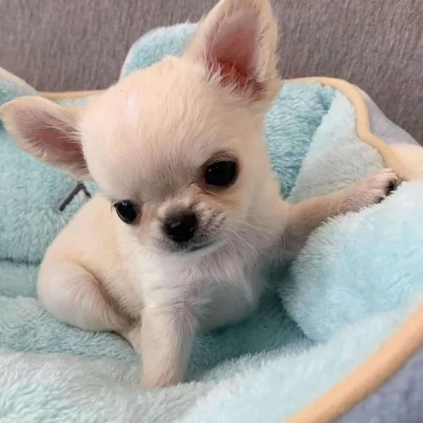 Cuccioli di chihuahua  registrati per adozione | Foto 1