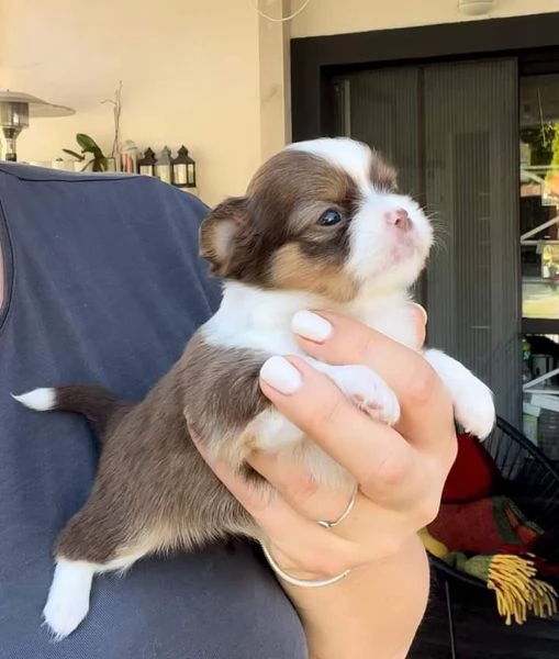 Cuccioli di chihuahua  registrati per adozione | Foto 0