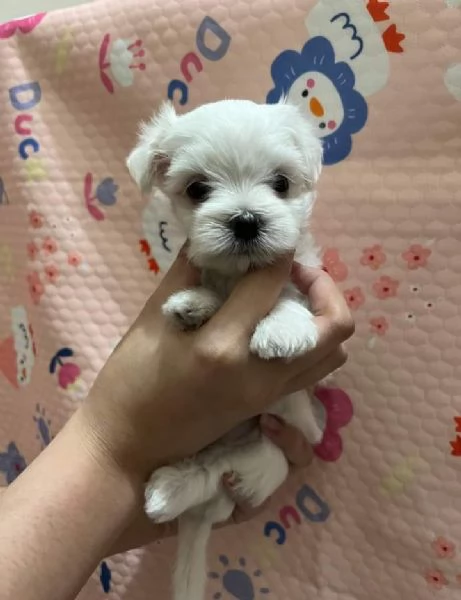 Cuccioli di maltese  registrati per adozione