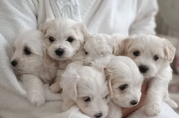 Cuccioli di maltese  registrati per adozione | Foto 1