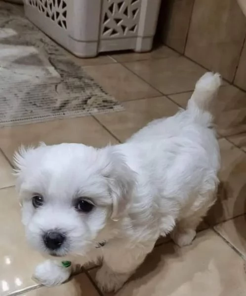 Cuccioli di maltese  registrati per adozione | Foto 0