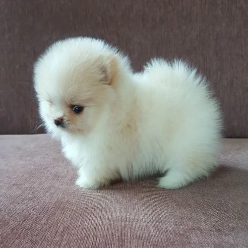 Cuccioli di volpino pomeranian  registrati per adozione | Foto 4