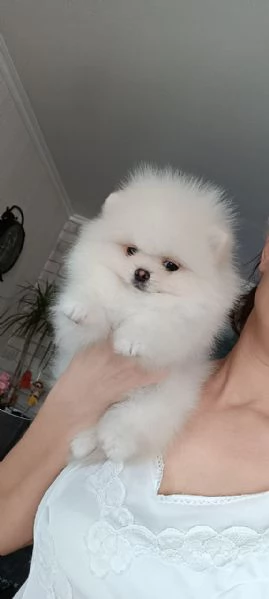 Cuccioli di volpino pomeranian  registrati per adozione | Foto 3