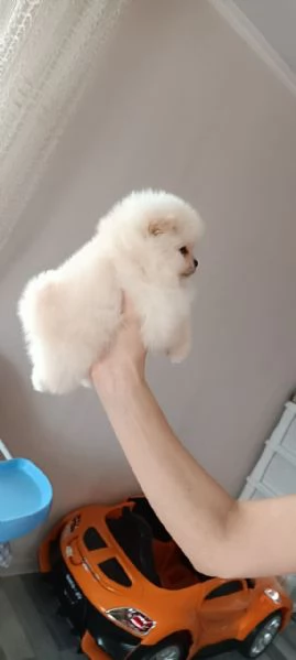 Cuccioli di volpino pomeranian  registrati per adozione | Foto 2