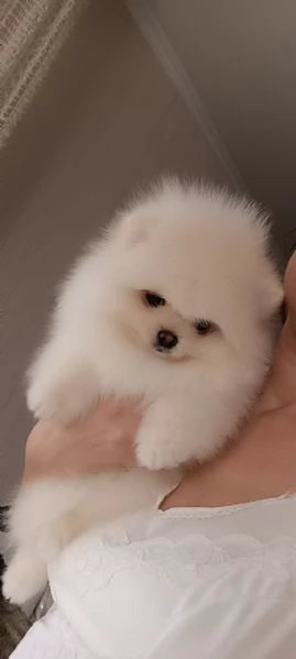 Cuccioli di volpino pomeranian  registrati per adozione | Foto 1