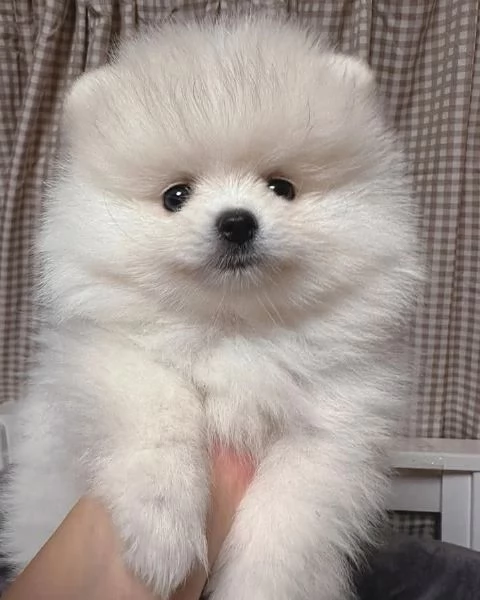 Cuccioli di volpino pomeranian  registrati per adozione