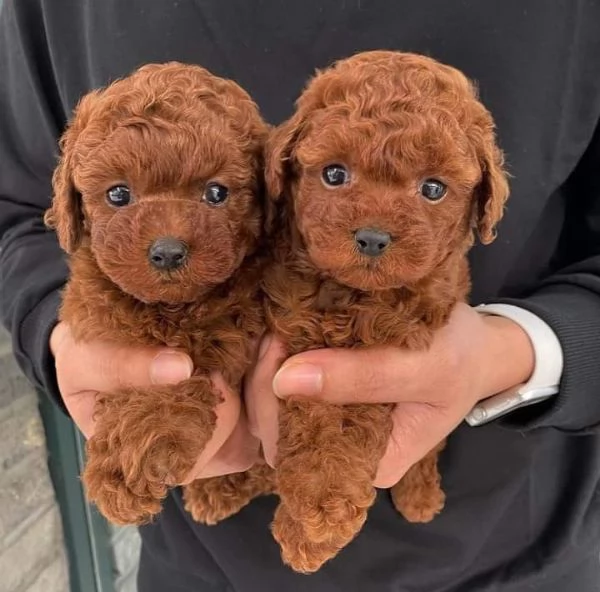 CANE BARBONCINO TOY | Foto 3