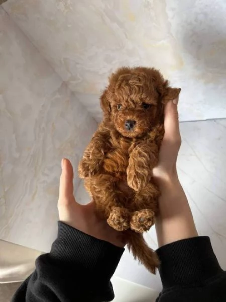 CANE BARBONCINO TOY | Foto 2