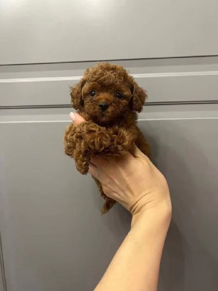 CANE BARBONCINO TOY | Foto 1