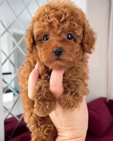 CANE BARBONCINO TOY | Foto 0