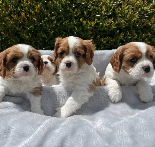 cavalier king cuccioli  | Foto 1