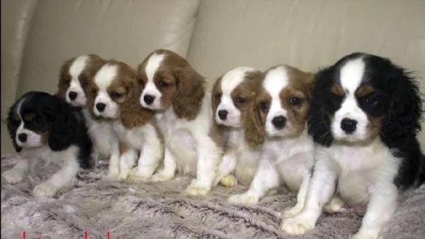 cavalier king cuccioli  | Foto 0