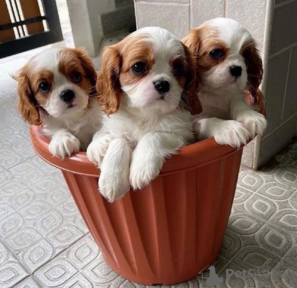 cavalier king cuccioli 