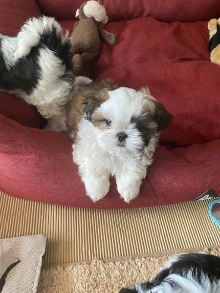 cuccioli di shih tzu in adozione gratuita | Foto 2