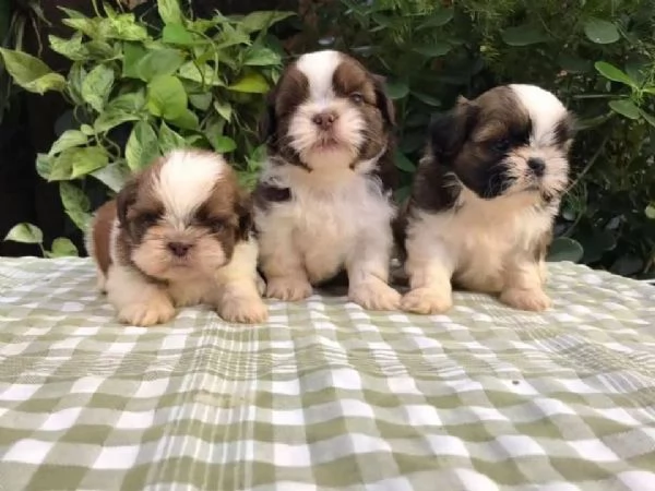 cuccioli di shih tzu in adozione gratuita | Foto 1