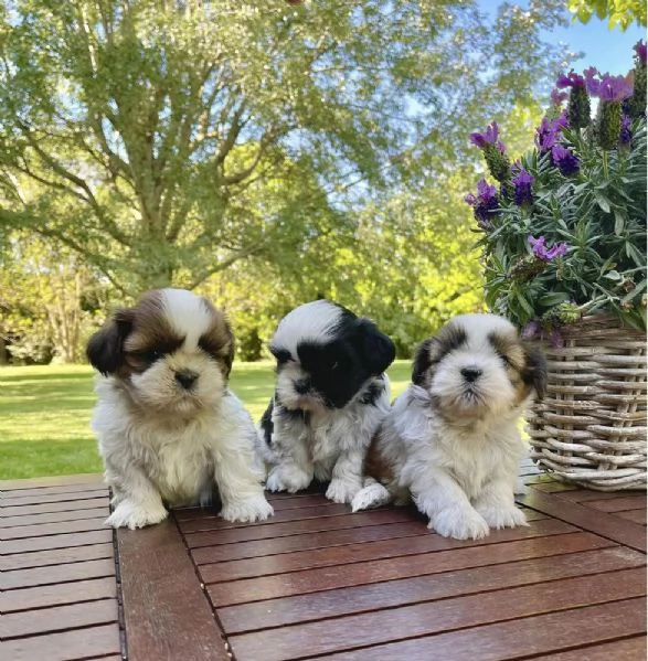 cuccioli di shih tzu in adozione gratuita | Foto 0