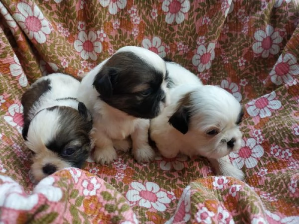 cuccioli di shih tzu in adozione gratuita