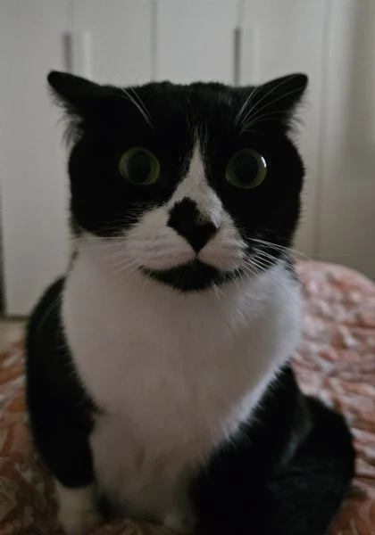 Regalo gattina quasi 3 anni di vita 