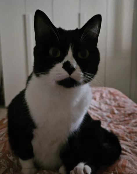 Regalo gattina quasi 3 anni di vita  | Foto 0