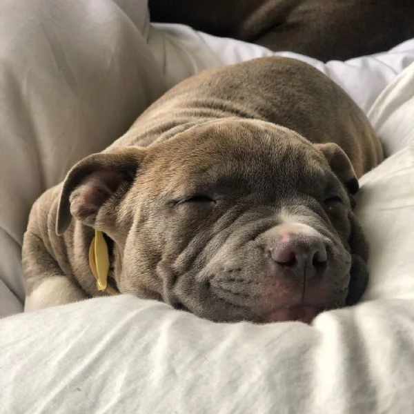 Pitbull maschio | Foto 3