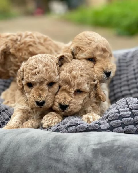Cuccioli di barboncino toy