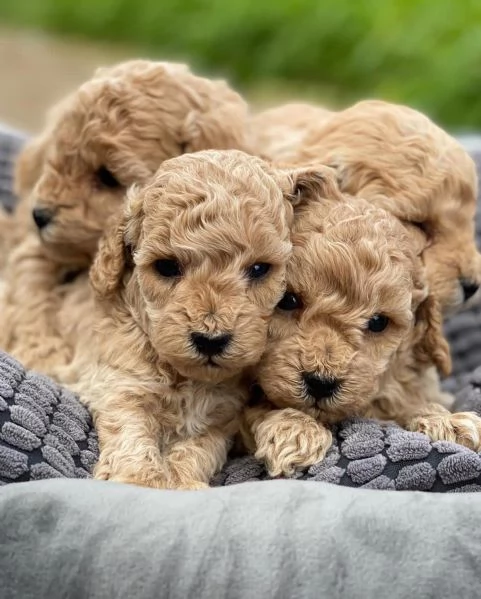 Cuccioli di barboncino toy | Foto 0