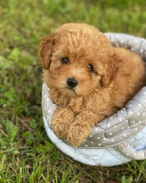 Barboncina mini toy Red con pedegree Enci | Foto 2