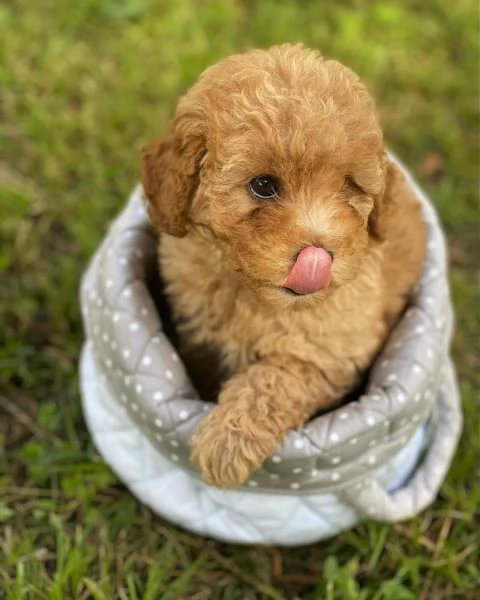 Barboncina mini toy Red con pedegree Enci | Foto 1