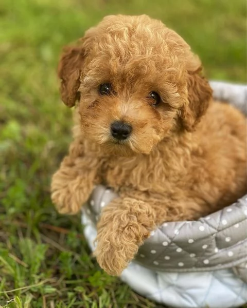 Barboncina mini toy Red con pedegree Enci | Foto 0