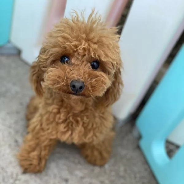 Barboncina mini toy Red con pedegree Enci