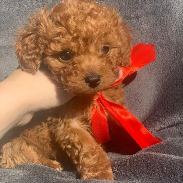 Barboncina mini  | Foto 1