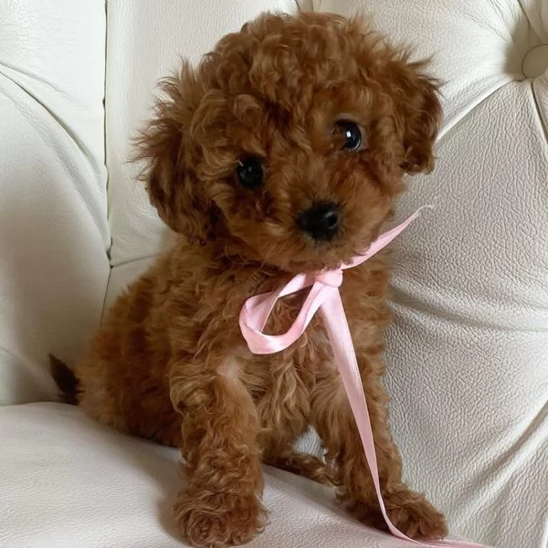 Barboncina mini  | Foto 0