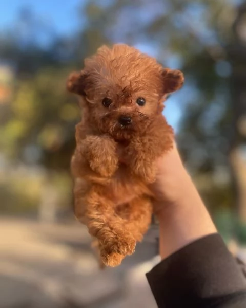 Barboncina toy albicocca | Foto 1