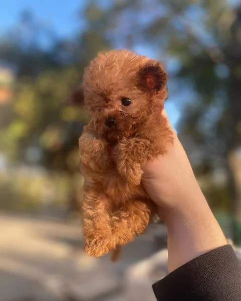 Barboncina toy albicocca | Foto 0