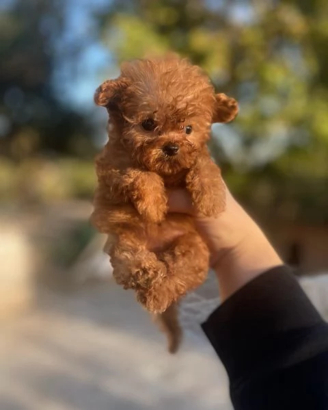 Barboncina toy albicocca