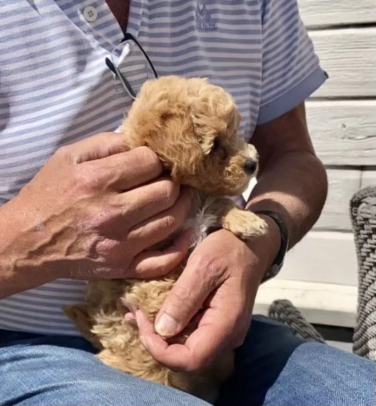 Barboncina toy albicocca | Foto 0