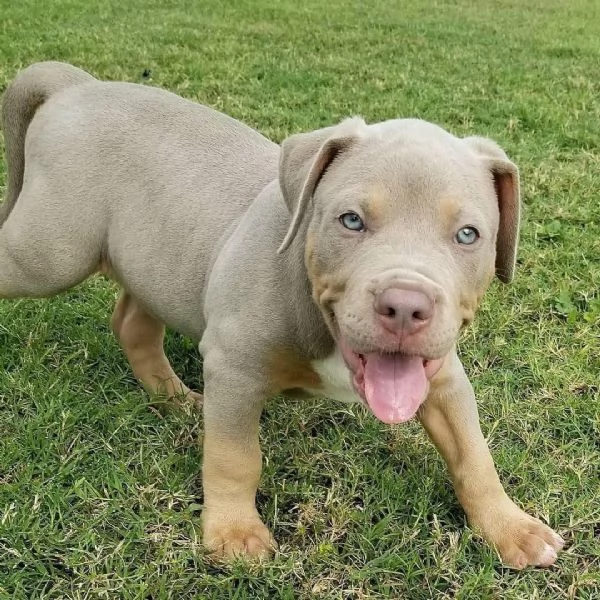 Cuccioli di Pitbull molto adorabili | Foto 1