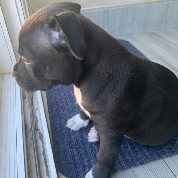 Regalo Cuccioli di Pitbull Meravigliosi in Adozione