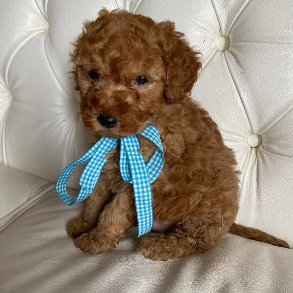 Vendita Regaliamo i nostri cuccioli di Barboncino maschio e femmina | Foto 1