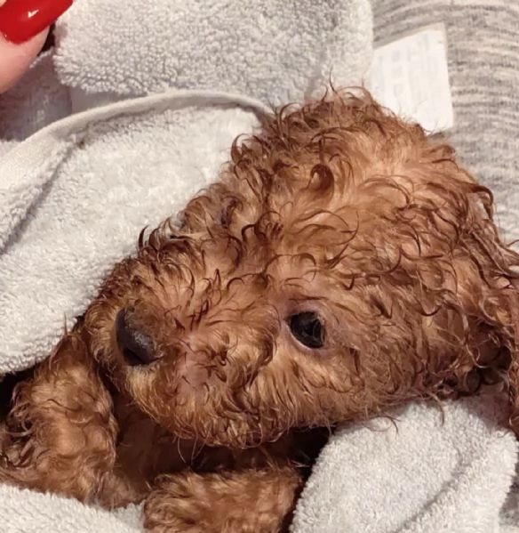 Vendita Regaliamo i nostri cuccioli di Barboncino maschio e femmina | Foto 0