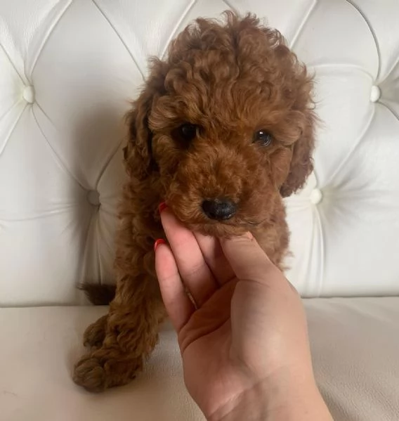 Vendita Regaliamo i nostri cuccioli di Barboncino maschio e femmina