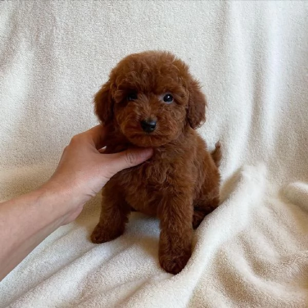 barboncino champgne e red | Foto 0