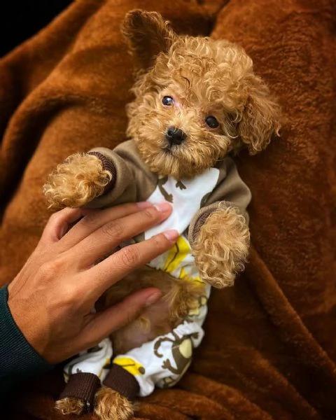 disponibili cuccioli di barboncino