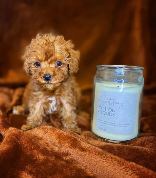 disponibile cuccioli di barboncino