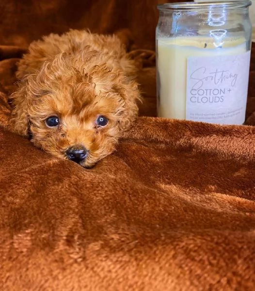 disponibile cuccioli di barboncino | Foto 0